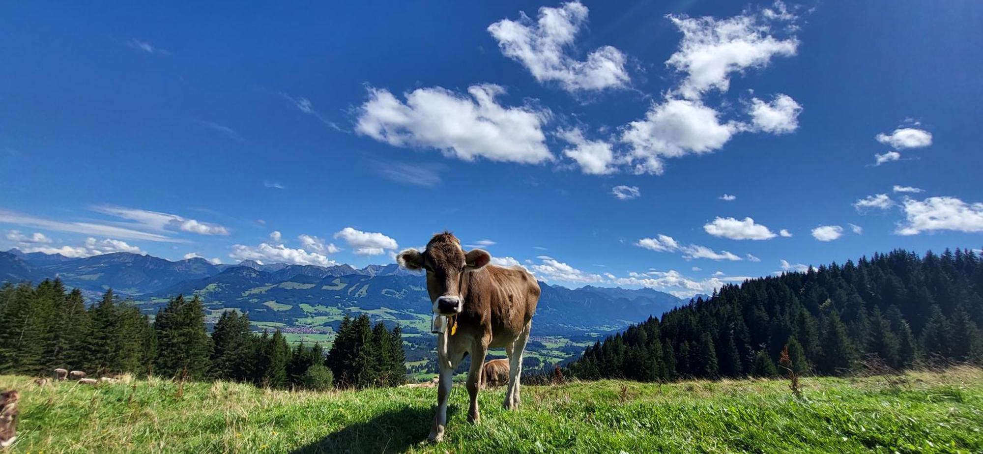 Fewo Allgaeuliebe Mit Wlan Oberstaufen Steibis Bagian luar foto